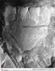 Historisches Foto von Mesoparapylocheles strouhali (Fraaije et al., 2019) (NHMW-AFW-GEO-BACHMAYER-FOTO-1990-0041-3320)